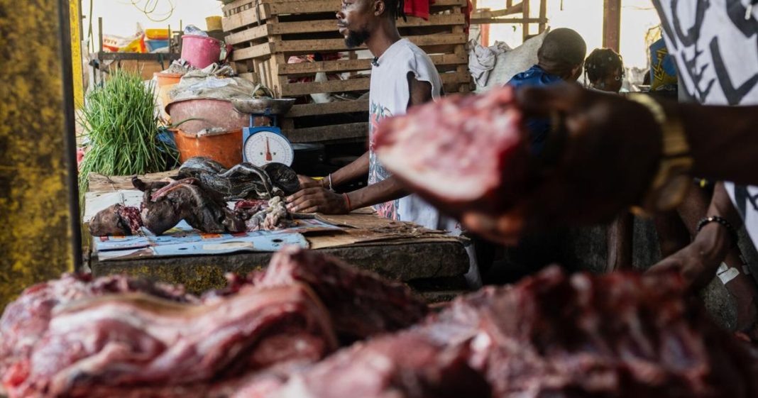 Alors qu’Ebola ravage le Congo, des experts mettent en garde contre le lien avec la consommation d’animaux sauvages. Alors qu’Ebola ravage le Congo, des experts mettent en garde contre le lien avec la consommation d’animaux sauvages.
