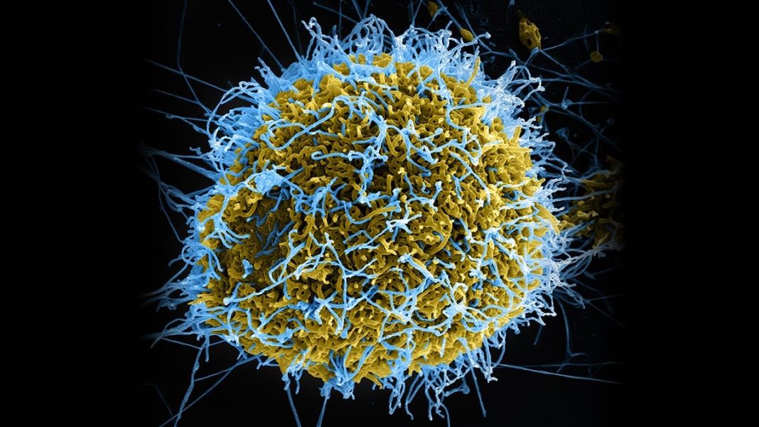 L’Égypte expédie 2,5 tonnes de médicaments : solidarité africaine ou stratégie d’influence ? L’Égypte expédie 2,5 tonnes de médicaments : solidarité africaine ou stratégie d’influence ?