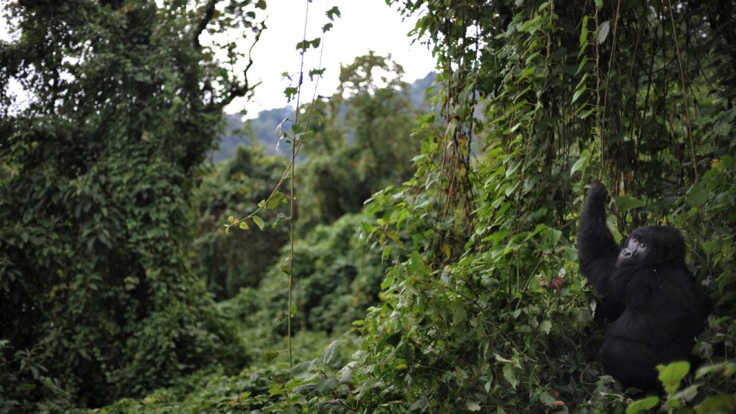 Lutter contre Ebola dans un parc abritant des gorilles rares : NPR Lutter contre Ebola dans un parc abritant des gorilles rares : NPR