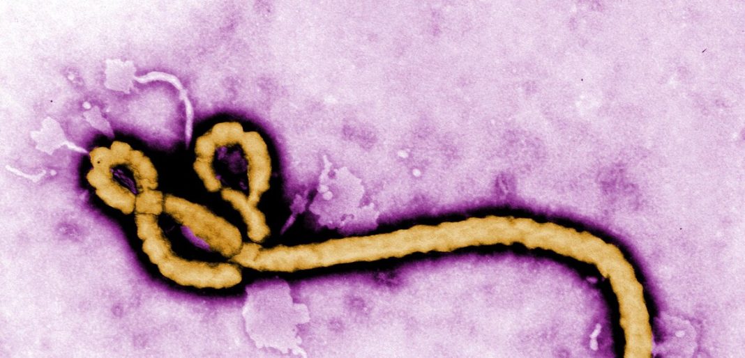 L’OMS lance le tout premier essai d’un antiviral préventif contre le variant Bundibugyo. L’OMS lance le tout premier essai d’un antiviral préventif contre le variant Bundibugyo.