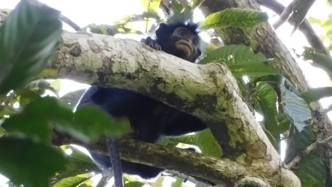 Des scientifiques découvrent une nouvelle espèce de singe rare dans la forêt tropicale du Congo. Des scientifiques découvrent une nouvelle espèce de singe rare dans la forêt tropicale du Congo.